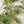 Pino - Omotesandō Plants