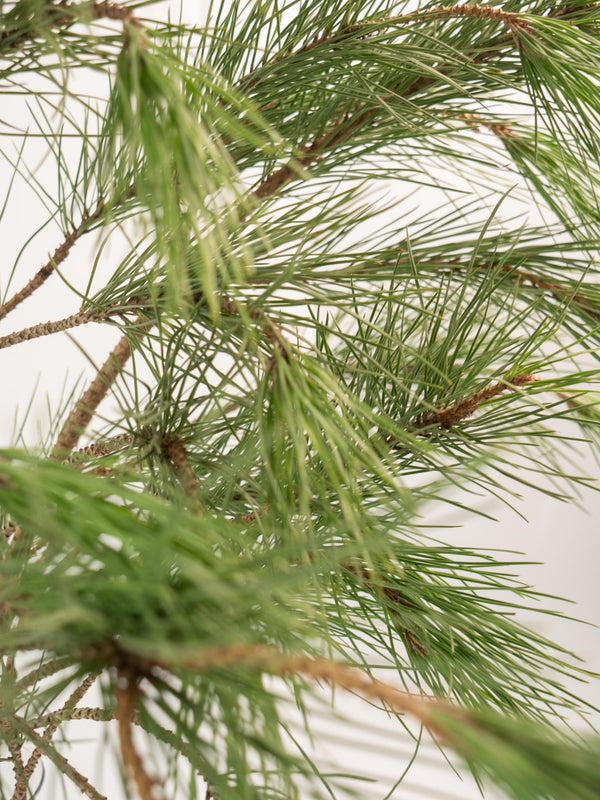 Pino - Omotesandō Plants