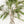 Pino - Omotesandō Plants