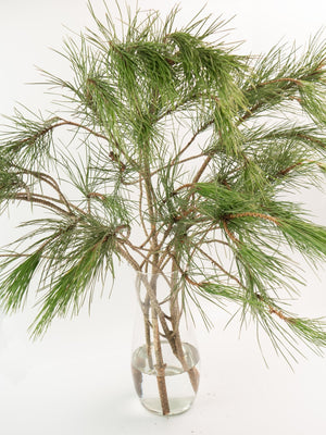 Pino - Omotesandō Plants