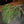 Pino - Omotesandō Plants