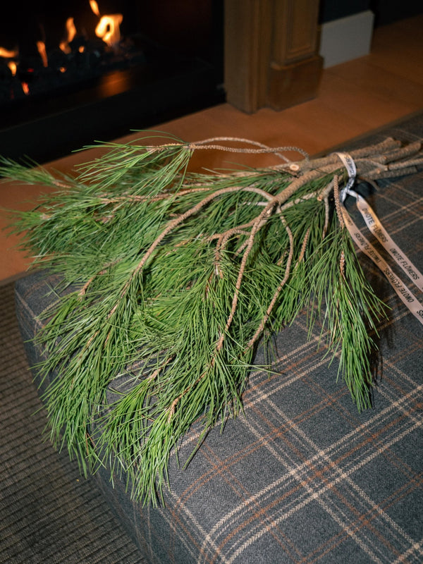 Pino - Omotesandō Plants