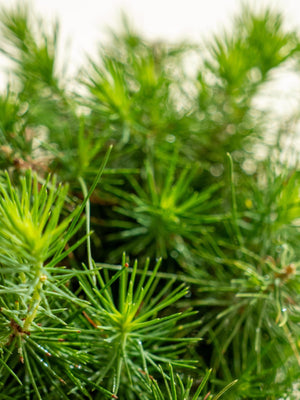 Pinus Halepensis - Omotesandō Plants