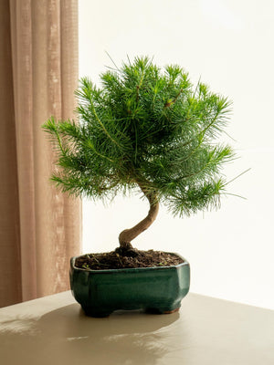 Pinus Halepensis - Omotesandō Plants