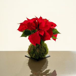 Poinsettia Kokedama - Omotesandō Plants