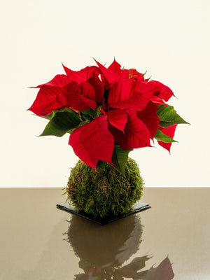 Poinsettia Kokedama - Omotesandō Plants
