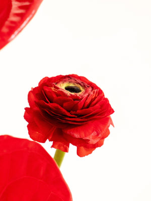 Ranun - Omotesandō Plants