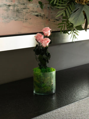 Red Garden - Omotesandō Plants