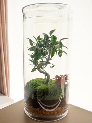 Retusa Jungle - Omotesandō Plants