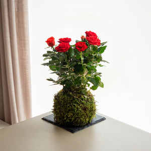 Rosal Kokedama - Omotesandō Plants