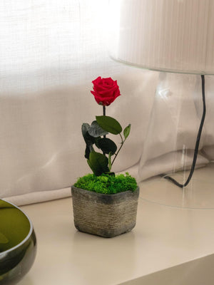 Rose - Omotesandō Plants