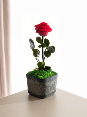 Rose - Omotesandō Plants