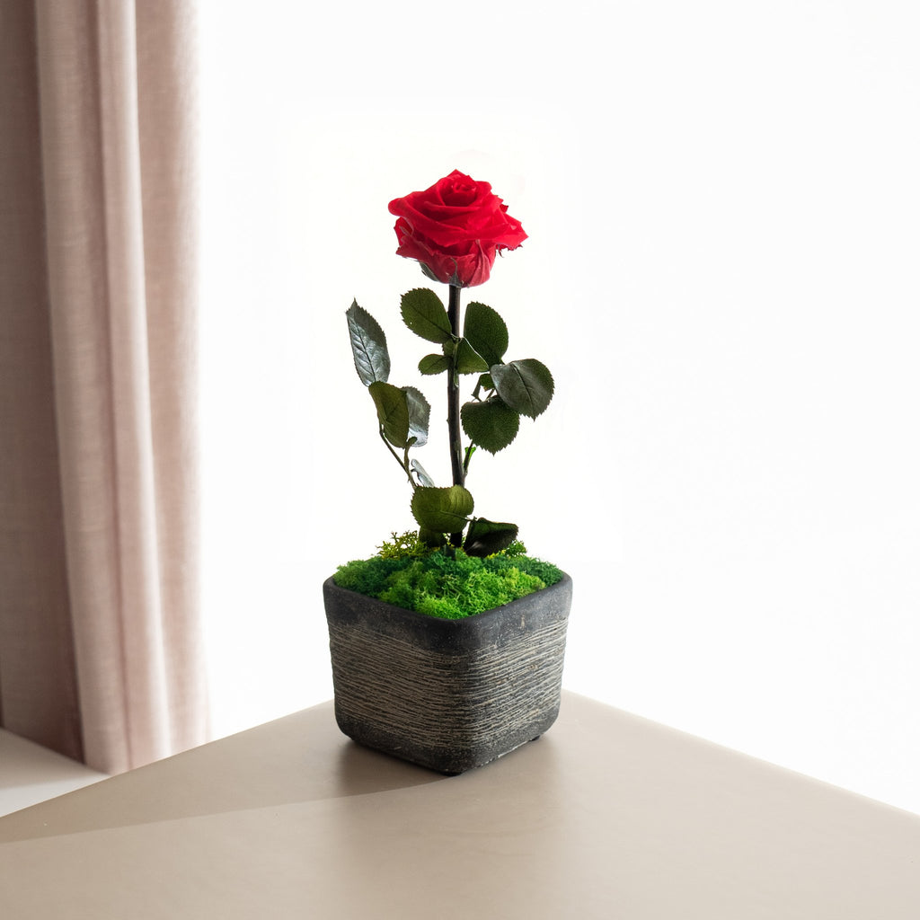 Rose - Omotesandō Plants