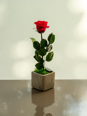 Rose Pot - Omotesandō Plants