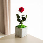 Rose Pot - Omotesandō Plants
