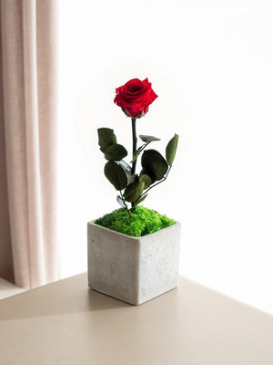 Rose Pot - Omotesandō Plants