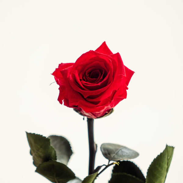 Rose Pot - Omotesandō Plants