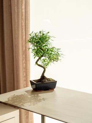 Serissa Phoetida - Omotesandō Plants