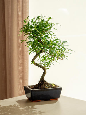 Serissa Phoetida - Omotesandō Plants