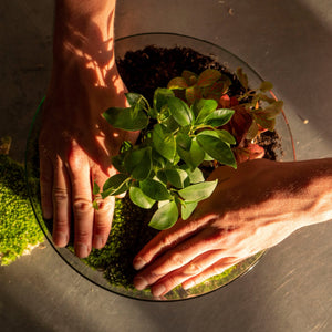 Taller de Jardín en un bol - Omotesandō Plants