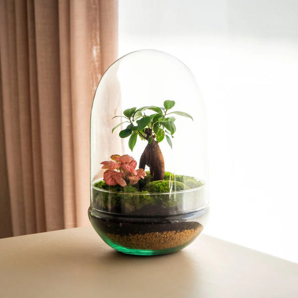 Taller de Jardín en un bol - Omotesandō Plants