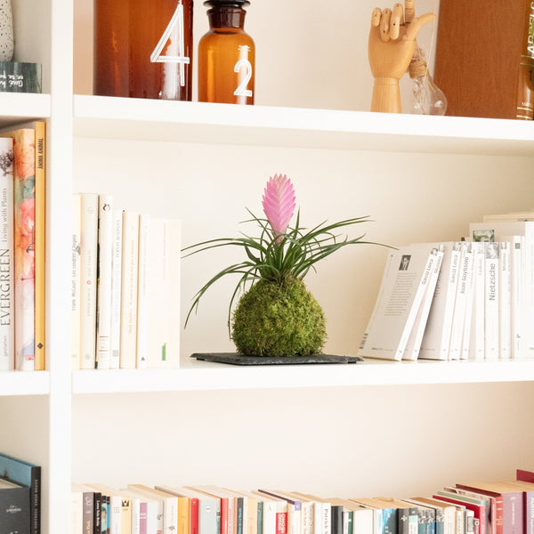 Tillandsia Rosa Kokedama - Omotesandō Plants