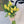 Tulipas amarillas - Omotesandō Plants