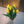 Tulipas amarillas - Omotesandō Plants