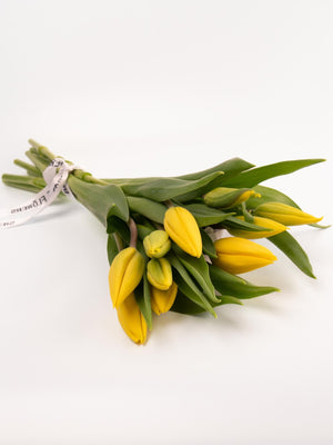 Tulipas amarillas - Omotesandō Plants