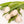 Tulipas blancas - Omotesandō Plants
