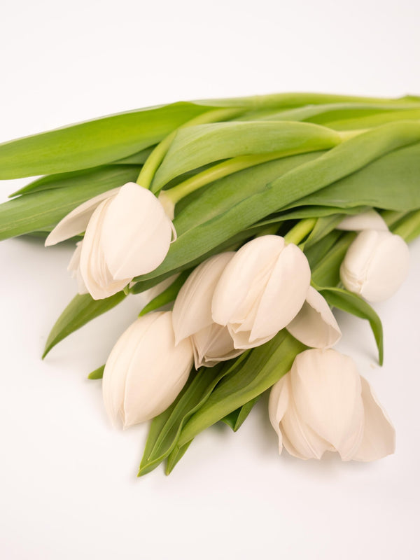 Tulipas blancas - Omotesandō Plants