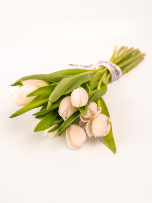 Tulipas blancas - Omotesandō Plants