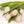 Tulipas blancas - Omotesandō Plants