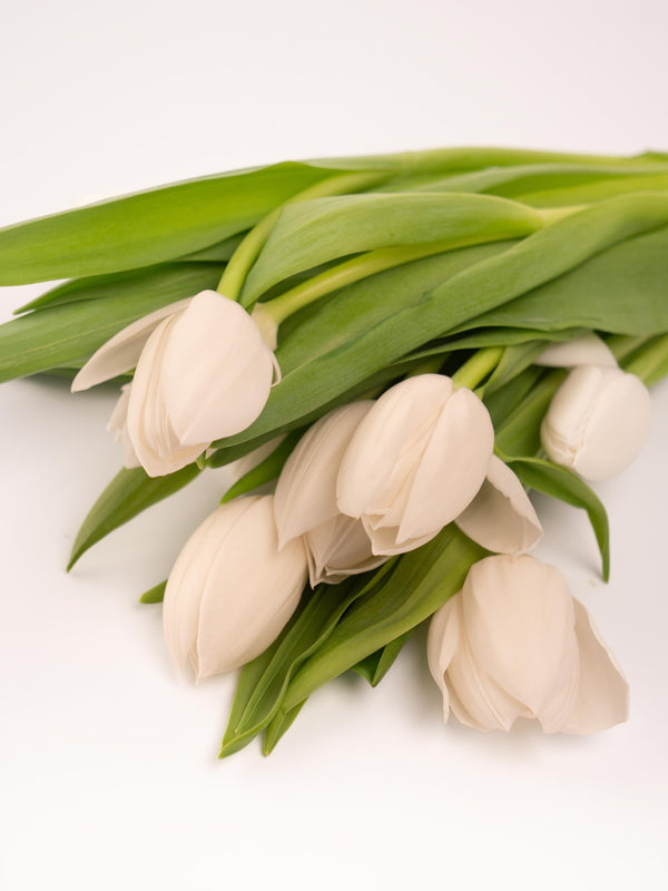Tulipas blancas - Omotesandō Plants