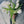 Tulipas blancas - Omotesandō Plants