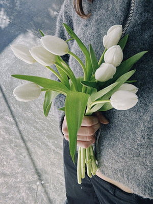 Tulipas blancas - Omotesandō Plants