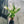 Tulipas blancas - Omotesandō Plants
