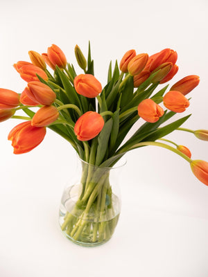 Tulipas naranjas - Omotesandō Plants
