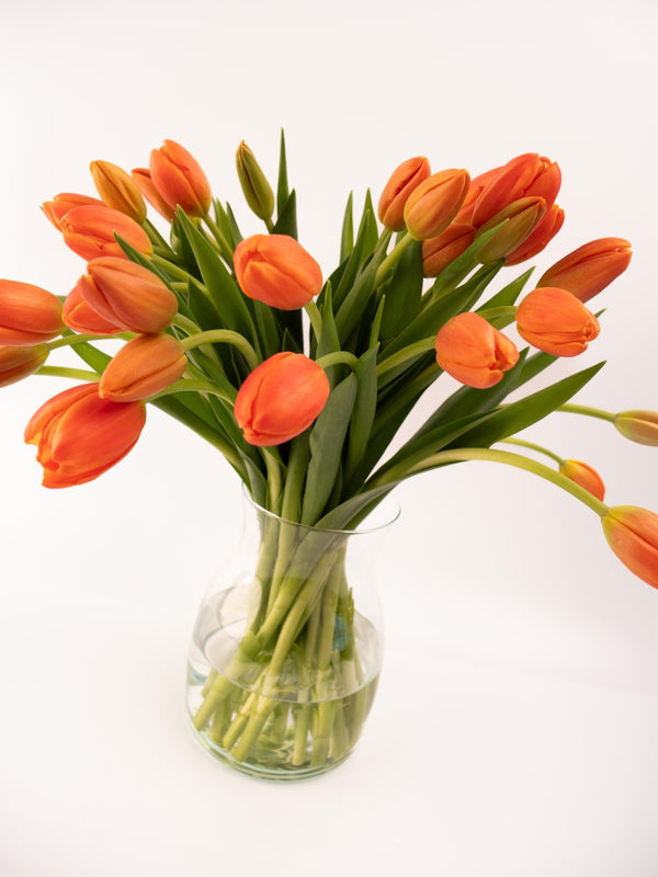 Tulipas naranjas - Omotesandō Plants
