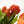 Tulipas naranjas - Omotesandō Plants