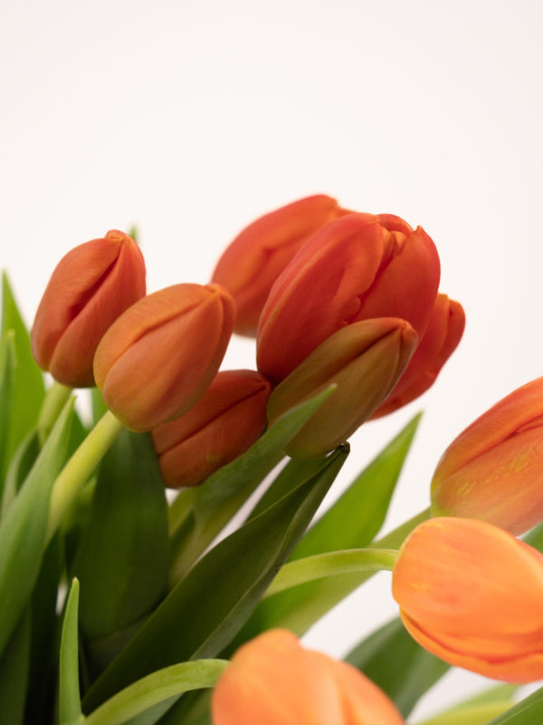 Tulipas naranjas - Omotesandō Plants