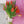 Tulipas rojas - Omotesandō Plants