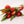 Tulipas rojas - Omotesandō Plants