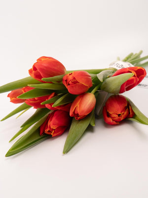 Tulipas rojas - Omotesandō Plants