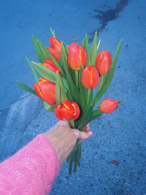 Tulipas rojas - Omotesandō Plants