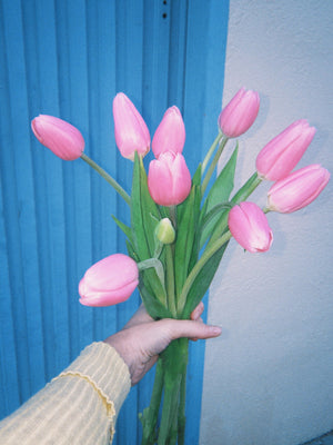 Tulipas rosas - Omotesandō Plants