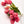 Tulipas rosas - Omotesandō Plants
