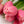 Tulipas rosas - Omotesandō Plants