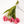 Tulipas rosas - Omotesandō Plants