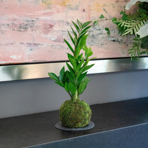 Zami Kokedama - Omotesandō Plants